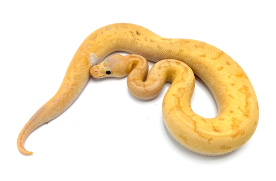 Banana Calico Royal Python Calico Pinstripe Banana Clown Ball Python by Royal Constrictor Designs