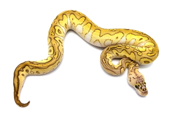 Pastel Lesser Hypo Clown Ball Python by Royal Constrictor Designs