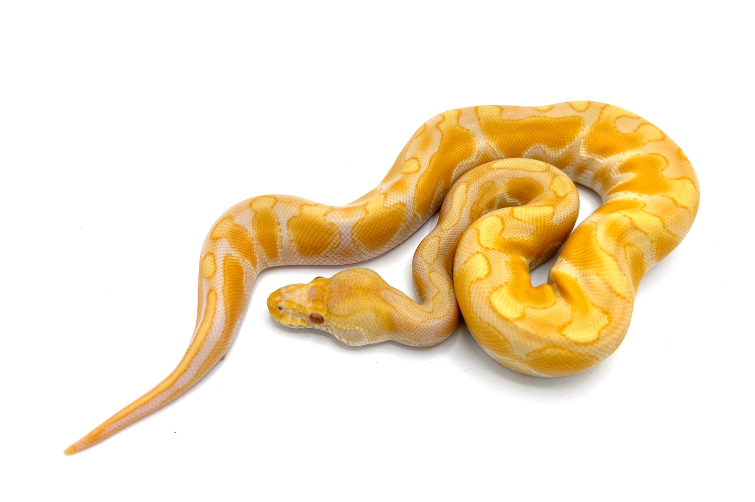 Toffino Black Pastel Enchi Ball Python by Royal Constrictor Designs