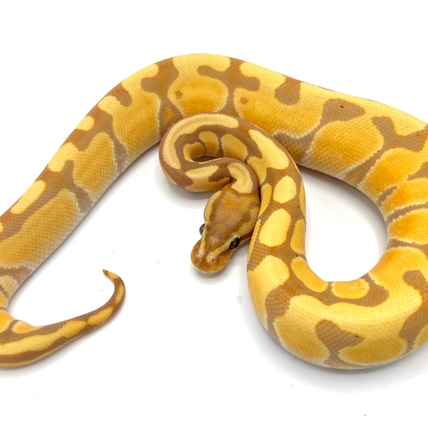 Banana Pastel Spotnose Yellowbelly Clown Ball Python by Royal ...