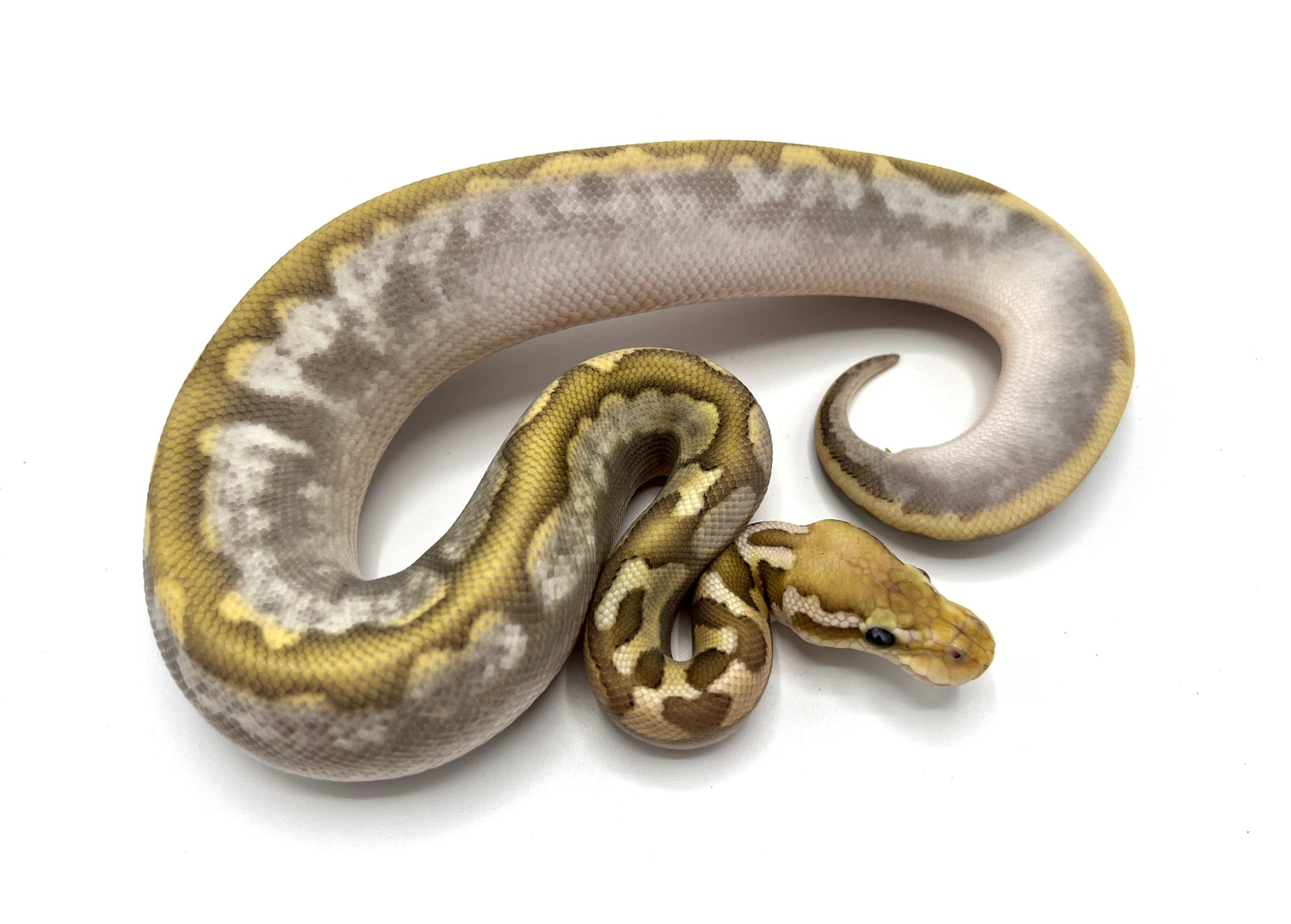 Chocolate Bamboo Calico Ball Python by Royal Constrictor Designs ...