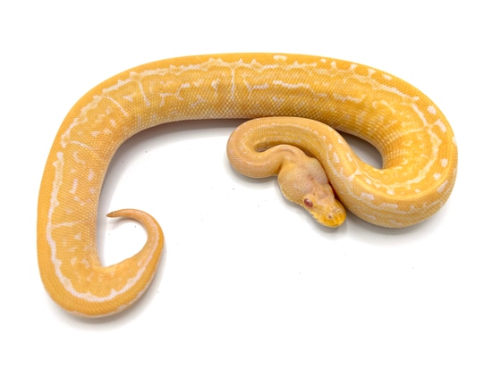 Albino Black Pastel Pinstripe 100% Het Pied Ball Python by Royal ...