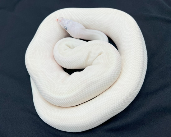 Blue Eyed Leucistic (Super Butter) Ball Python by Royal Constrictor Designs