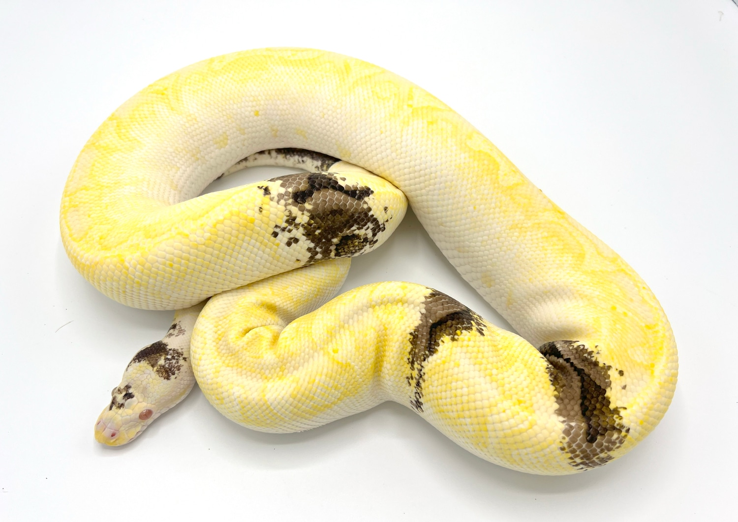 Paradox Albino Bamboo Ball Python by Royal Constrictor Designs ...