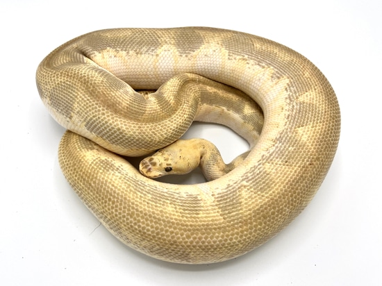 Pastel Lesser Clown Breeder Ball Python by Royal Constrictor Designs