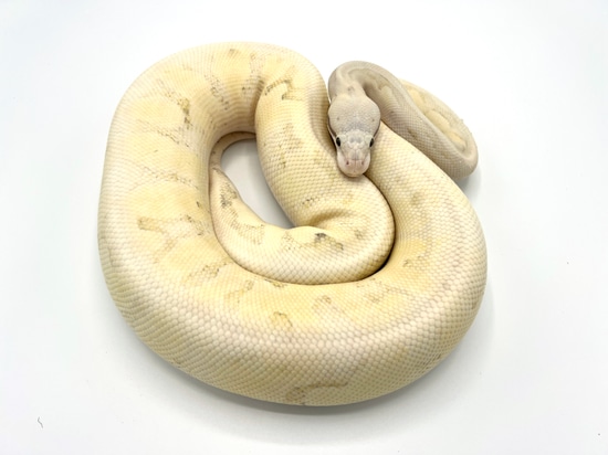 Super Pastel Vanilla Cream Breeder Ball Python by Royal Constrictor Designs
