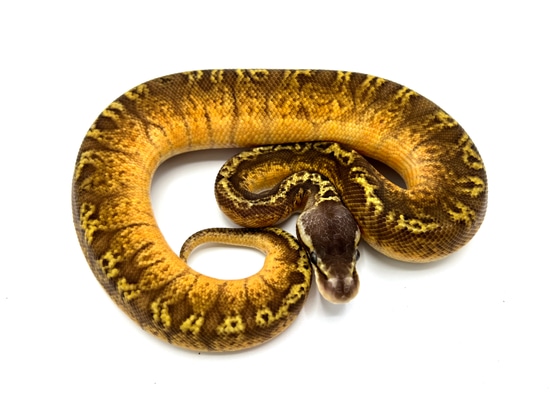 Pastel Sunset Ball Python by Royal Constrictor Designs