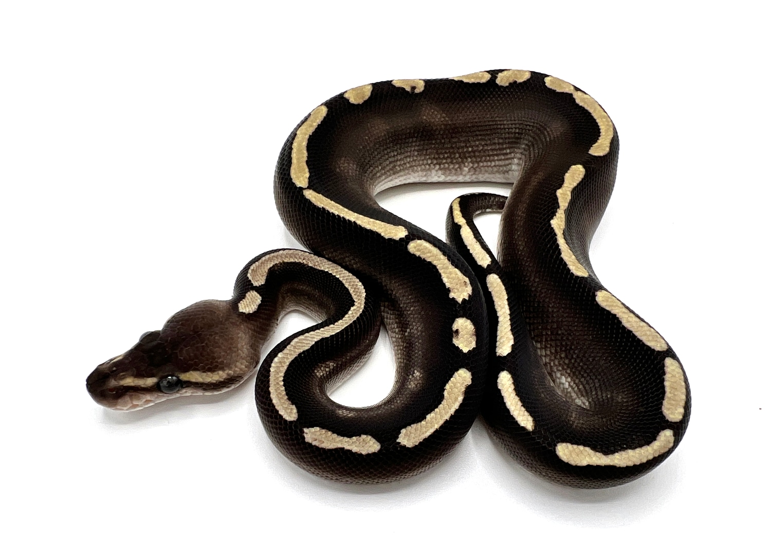 Chocolate GHI Mojave Ball Python by Royal Constrictor Designs - MorphMarket