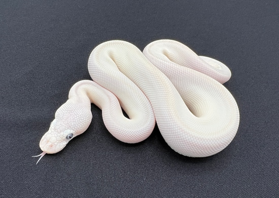 Blue Eyed Leucistic Ball Python by Royal Constrictor Designs