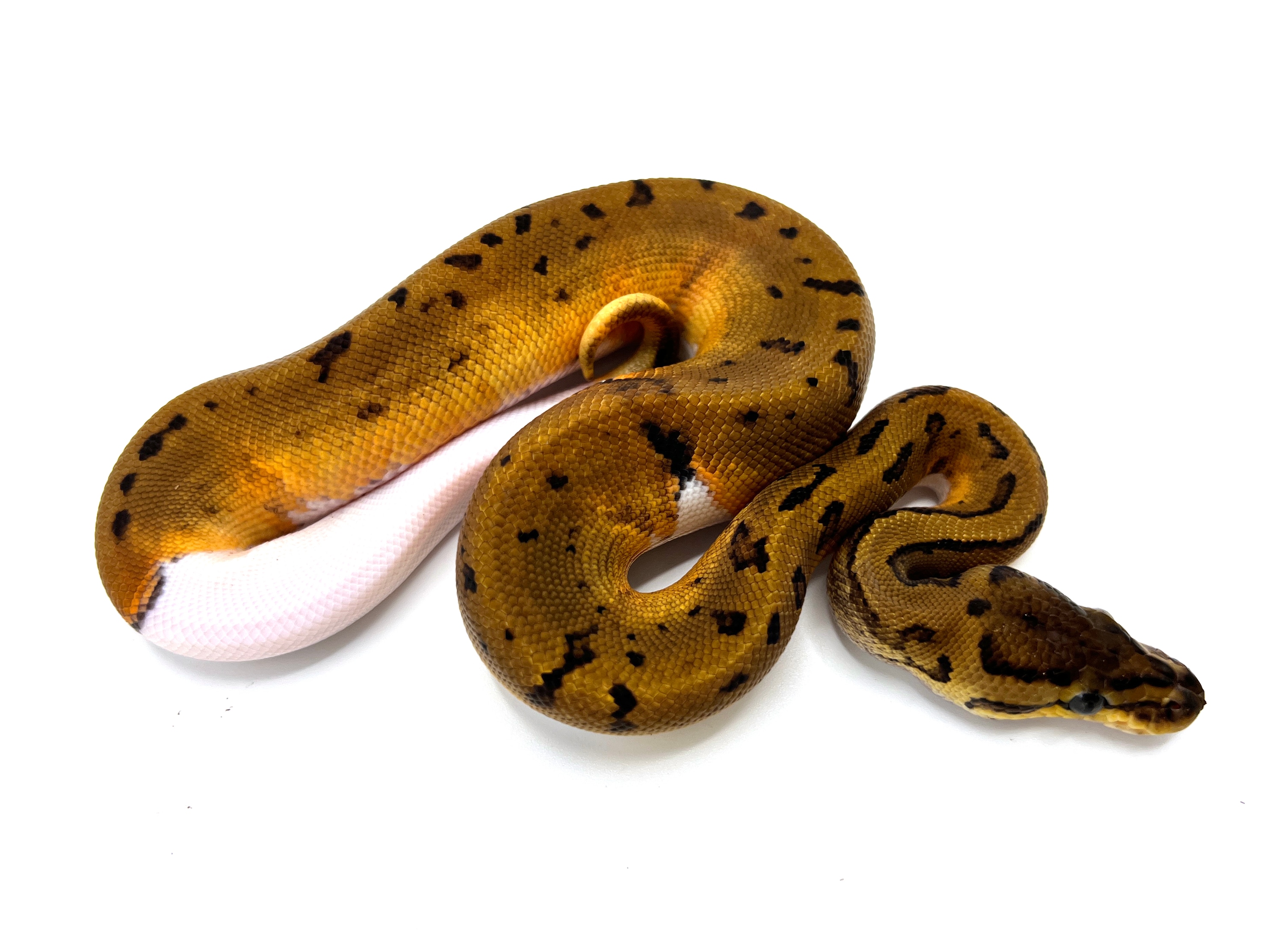 Pinstripe Pied 100% Het Ultramel Ball Pythons by Royal