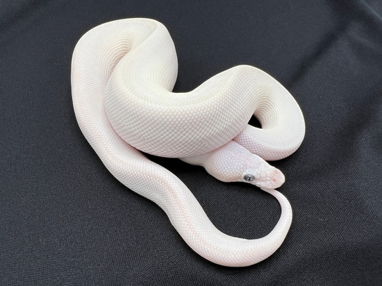 Blue Eyed Leucistic Ball Python by Royal Constrictor Designs