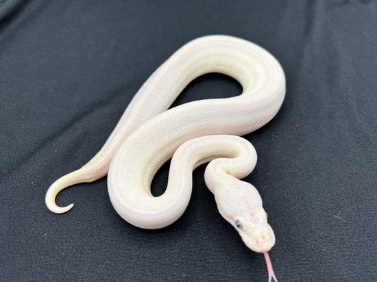 Blue Eyed Leucistic Ball Python by Royal Constrictor Designs