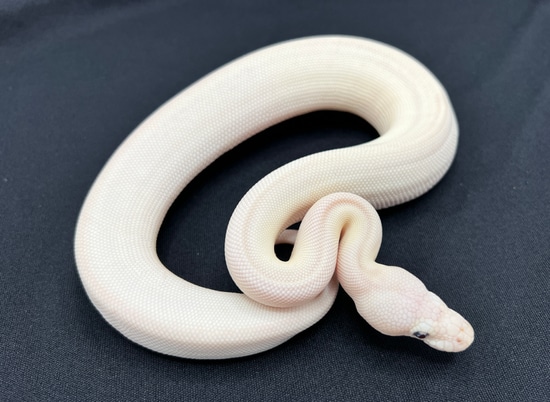 Blue Eyed Leucistic Ball Python by Royal Constrictor Designs