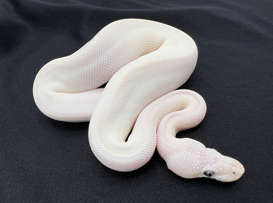 Blue Eyed Leucistic Ball Python by Royal Constrictor Designs