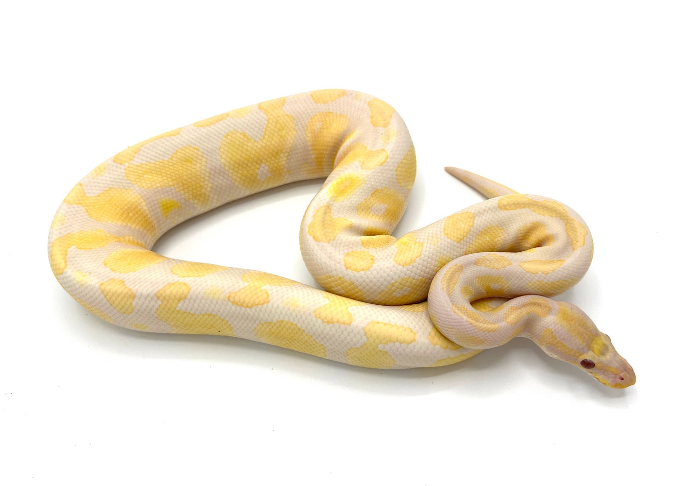 Chocolate Lavender Albino Ball Pythons by Royal Constrictor Designs - MorphMarket