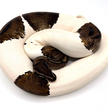 Pied Breeder Ball Python