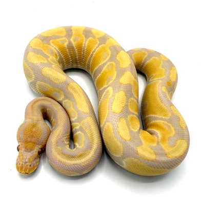 Ball Pythons For Sale - MorphMarket US & Canada