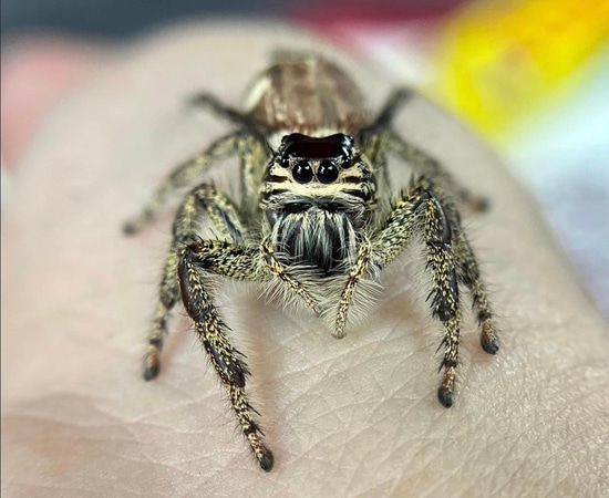 Hyllus Giganteus True Spider by Arachne’s Realm of Spiders