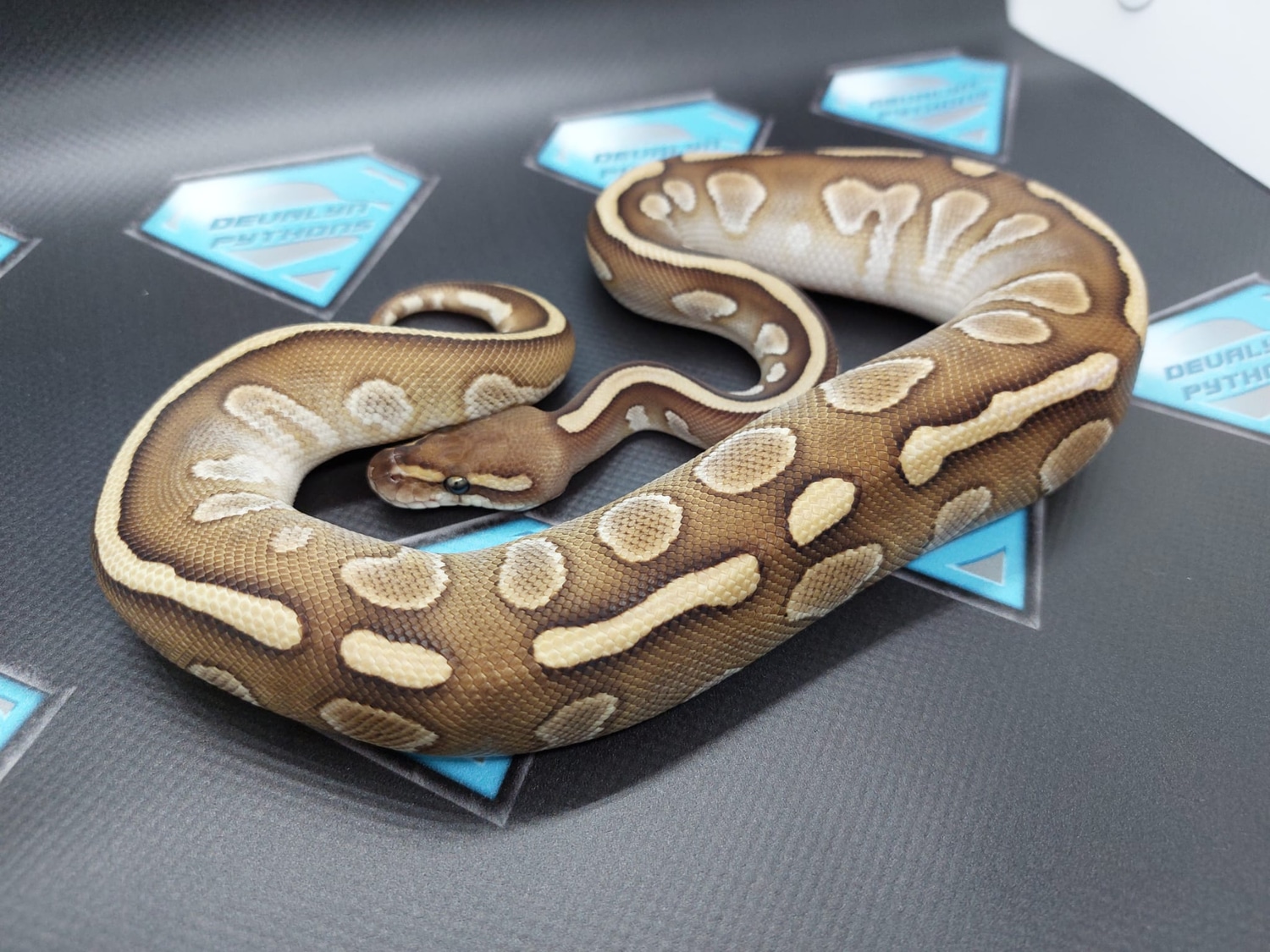 Mahogany Mojave Fire Poss YB Ball Python by Devalyn Pythons - MorphMarket