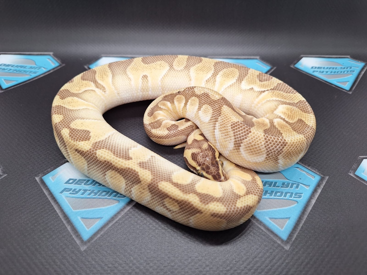 Lesser Pastel Enchi Ball Python by Devalyn Pythons - MorphMarket
