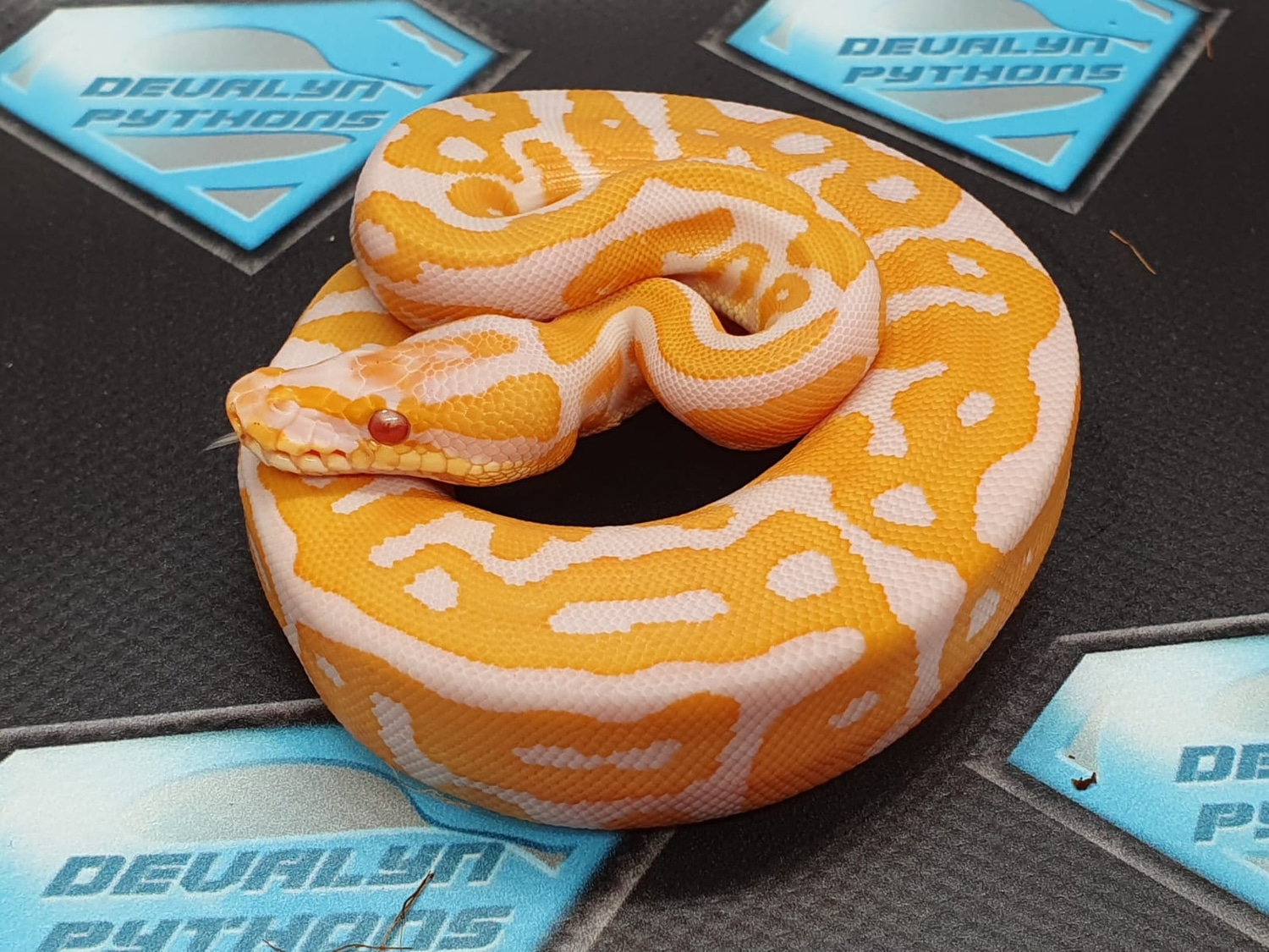 Ball Python Clutch: DP24-04 by Devalyn Pythons - MorphMarket