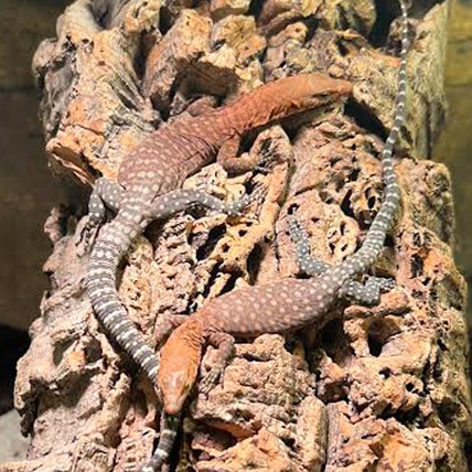 Pilbara Rock Monitor Other Monitor