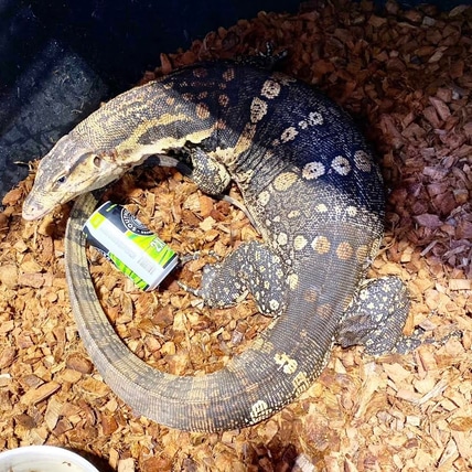 Asian Water Monitor
