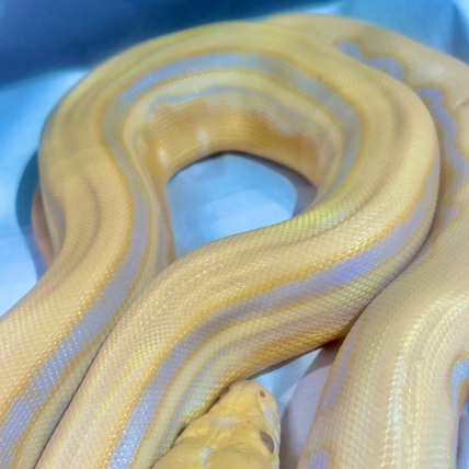Lavender, Genetic Stripe Sunfire Reticulated Python