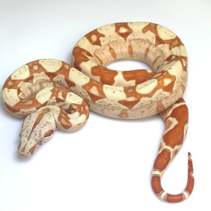 PinkPanther VPI SunGlow Jungle Boa Constrictor