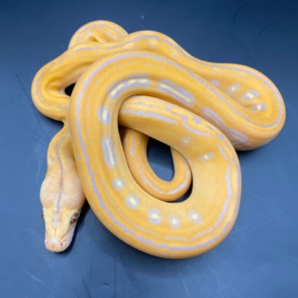 Dwarf Goldenchild Tiger Purple Albino 66% Het Anery (Snow) 37.5% Kalatoa 12.5% Jampea Reticulated Python