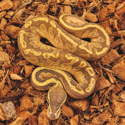 Fire Sunset Ball Python