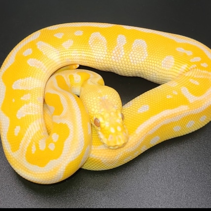 Pastel Leopard Lavender Clown Ball Python