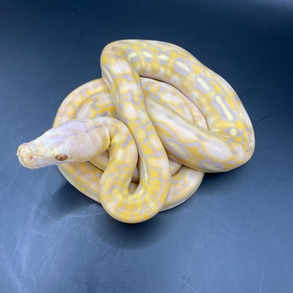 Dwarf Purple Albino Tiger 66% Het Anery (Snow) 37.5% Kalatoa 12.5% Jampea Reticulated Python