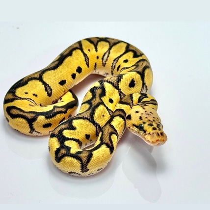 OD Vanilla Pastel Yellowbelly Clown Ball Python