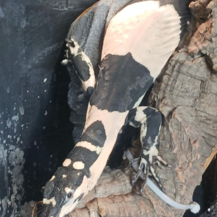 Bells Phase Lace Other Monitor