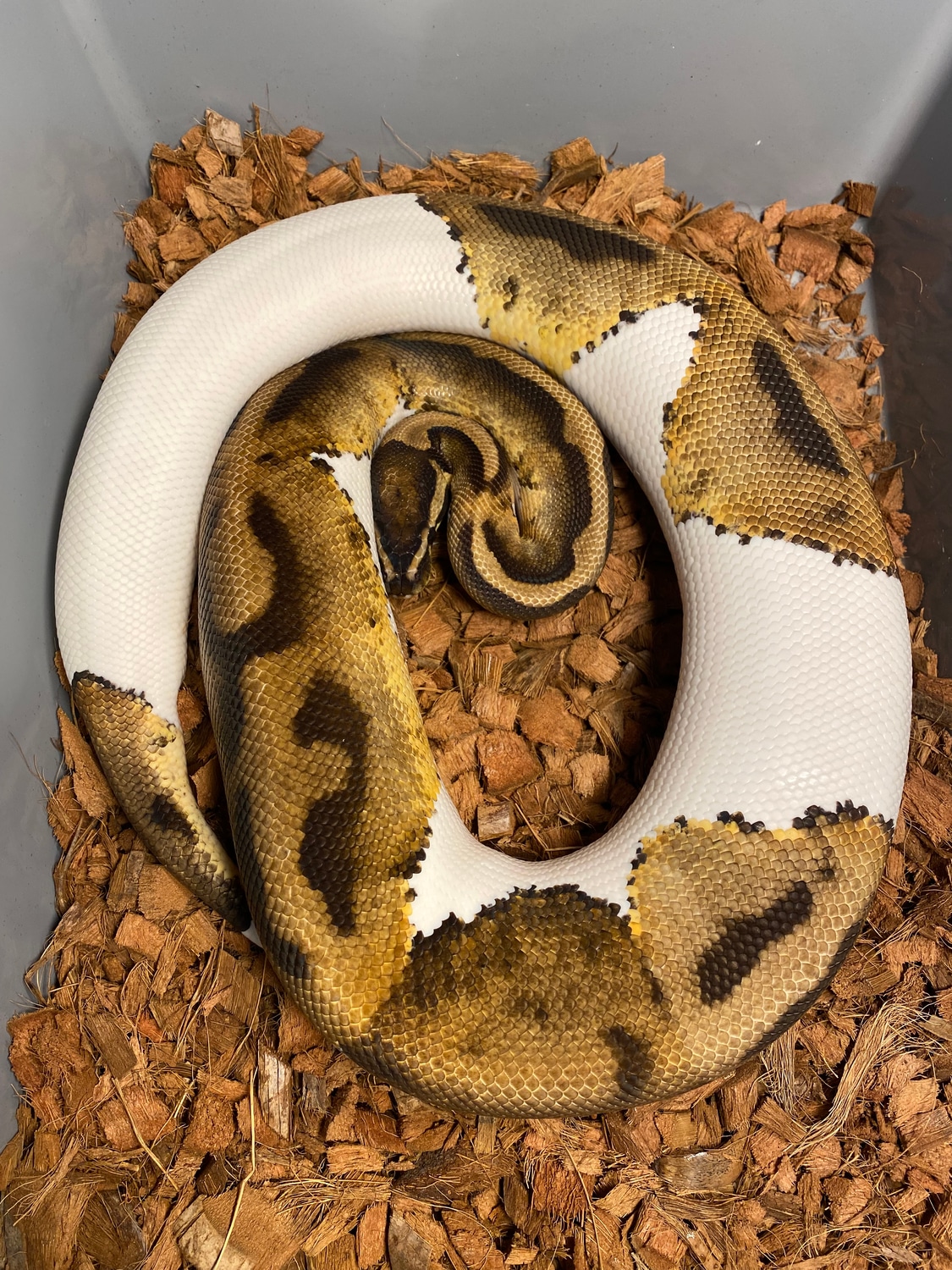 PROVEN Pied 100% Het Lavender Albino Ball Python by NC Pythons, LLC ...