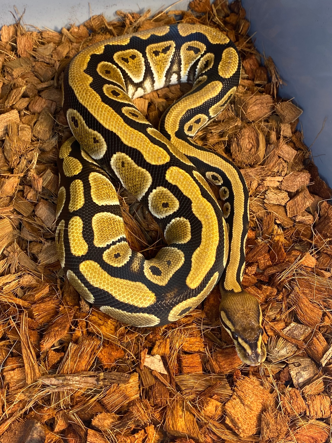 Cypress Fire 100% Het Clown Ball Python by NC Pythons, LLC - MorphMarket