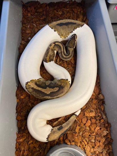 Pied (Proven) Ball Python by NC Pythons, LLC