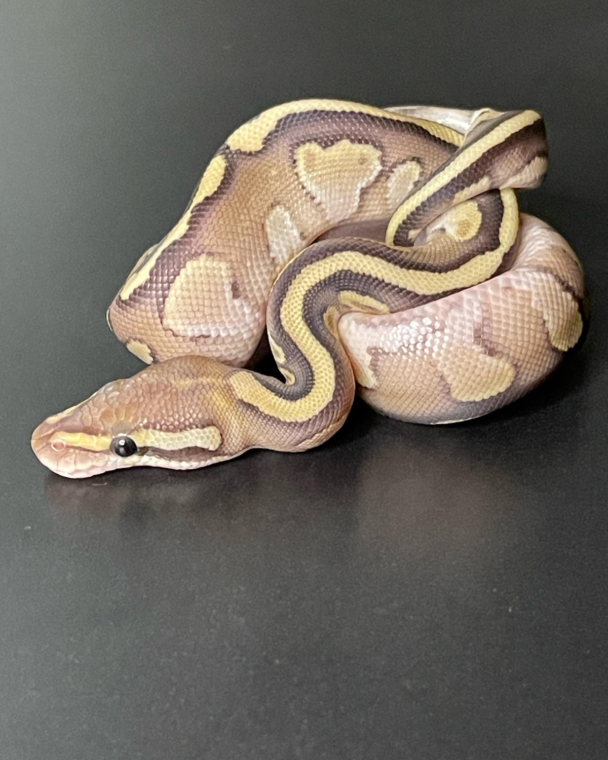 Lesser ×fire×het Clown Ball Python by Spliced by Deyuan - MorphMarket