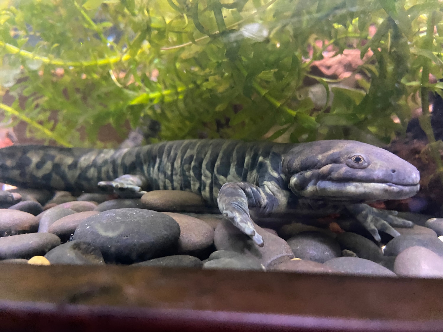 XL Easter Tiger Salamander by TXTigerSalSupply MorphMarket