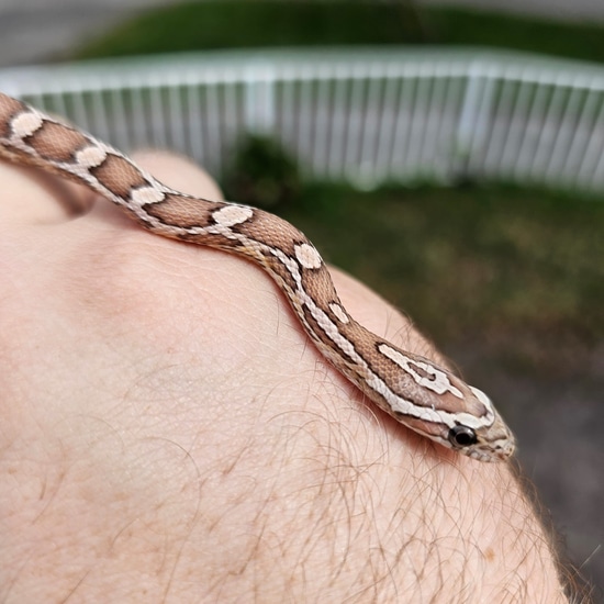 Red Factor Snake Red Coat/Red Factor Ghost Het Lavender Corn Snake by DGB Exotics