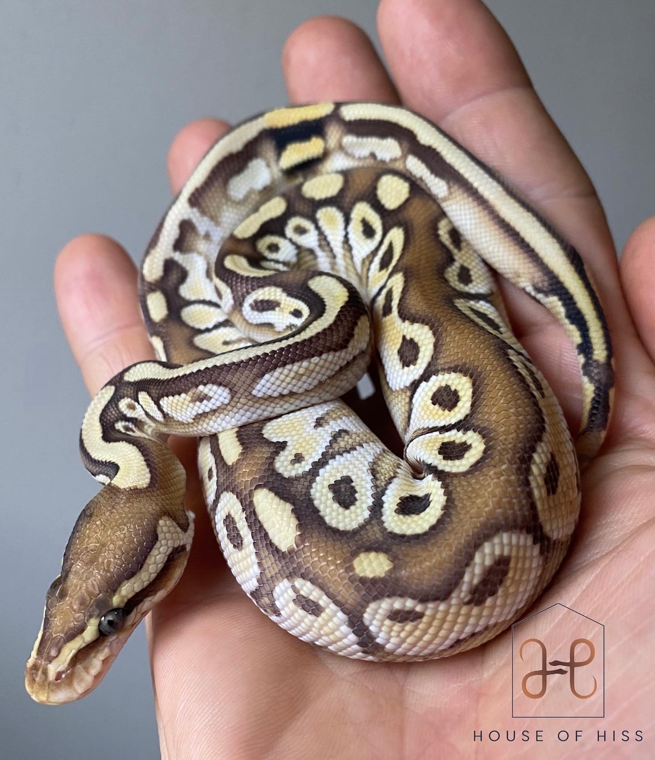 Paradox Orange Dream Butter Yellowbelly Or Asphalt 50% Het Pied Ball ...