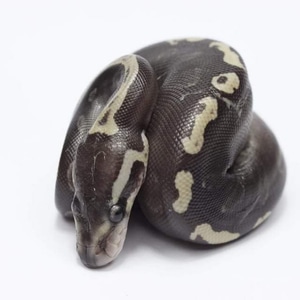 Dennis Ball Pythons - MorphMarket