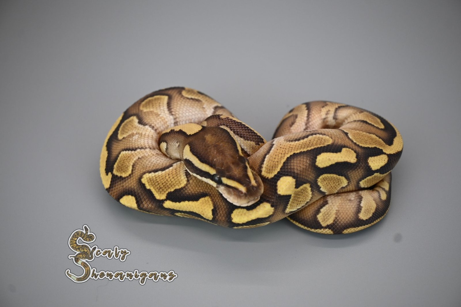 Nuclear (Fire Lesser) Yellow Belly Ball Python by Scaly Shenanigans ...