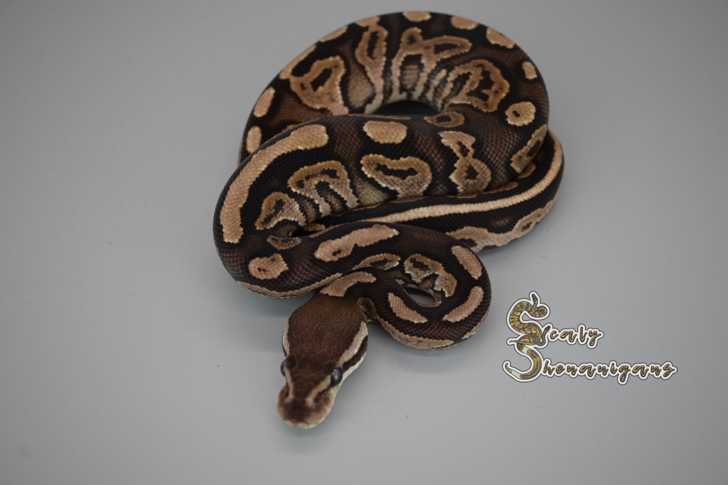 Cinnamon Ball Python by Scaly Shenanigans - MorphMarket