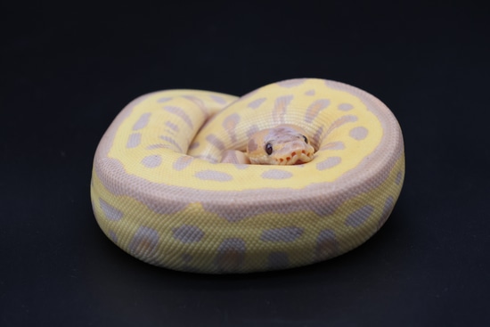 Coral Glow Red Stripe Batman Clown Ball Python by Diablo Exotic Pythons