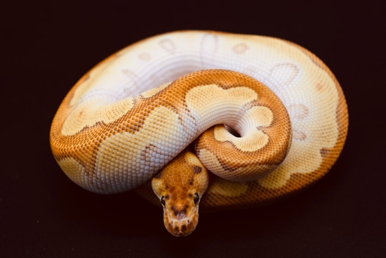 Enchi Mojo OD RS Clown Ball Python by Diablo Exotic Pythons