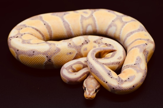 Coral Glow Blade Mandarin (NR) Het Clown Ball Python by Diablo Exotic ...