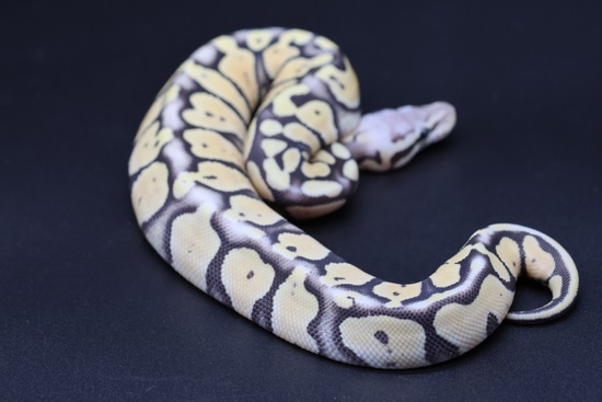 Super Pastel Desert Ghost Ball Python by Diablo Exotic Pythons