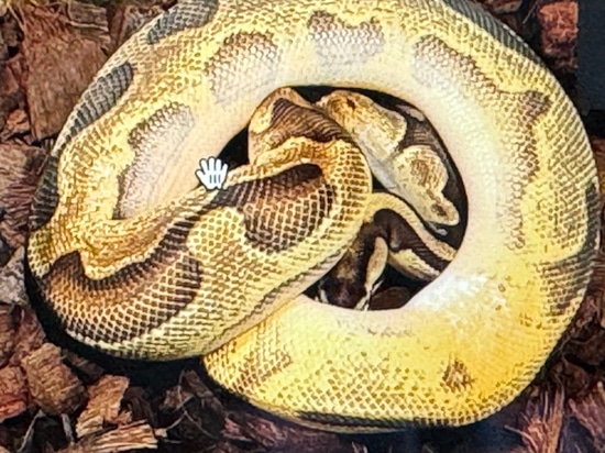 Proven - Enchi Fire Calico Leopard High Intensity Orange Dream Dbl Het ...